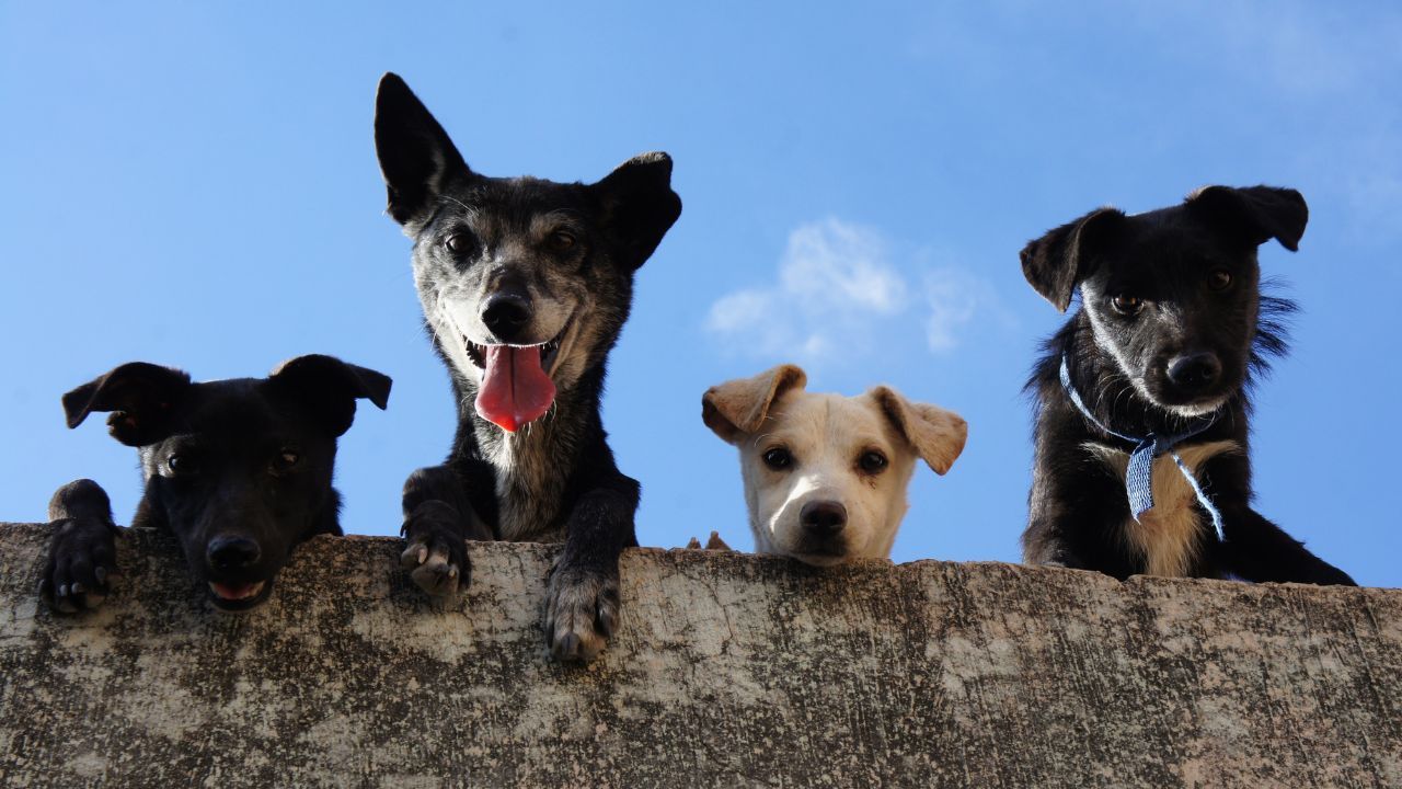 Tabagismo passivo pode fazer mal aos animais de estimação; entenda os efeitos a longo prazo para os bichinhos – Reprodução: Edgar Daniel Hernández Cervantes/Pexels