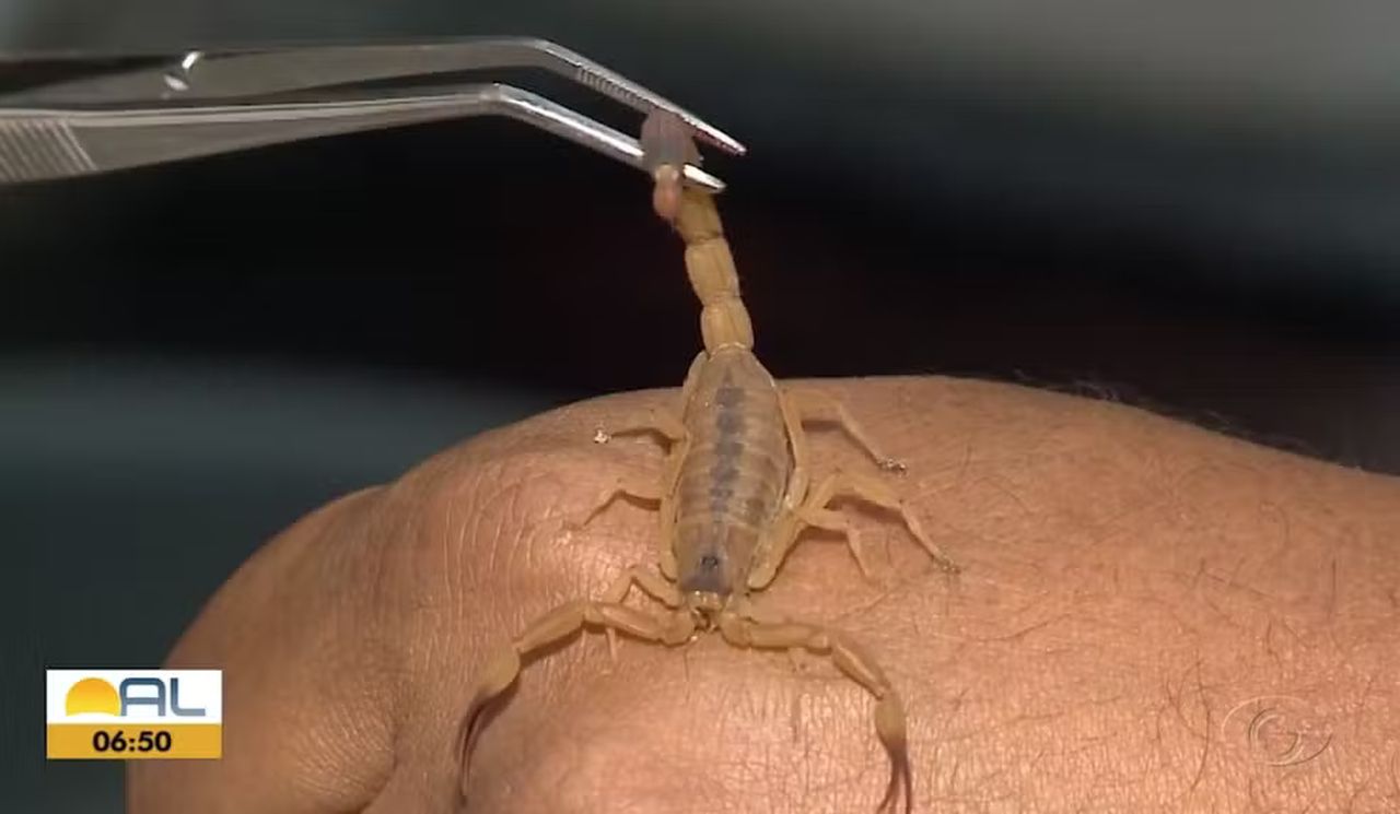 Aparecimento de escorpiões no inverno requer atenção — Foto: Reprodução/TV Gazeta