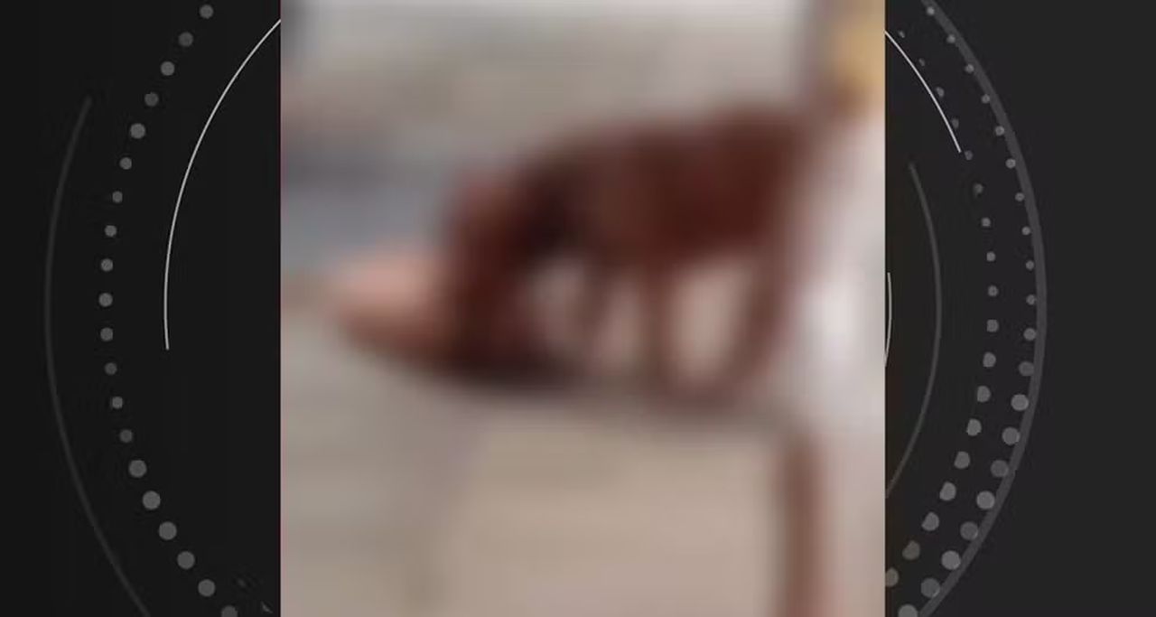 Pitbulls matam cachorro na Ponta Grossa — Foto: Reprodução